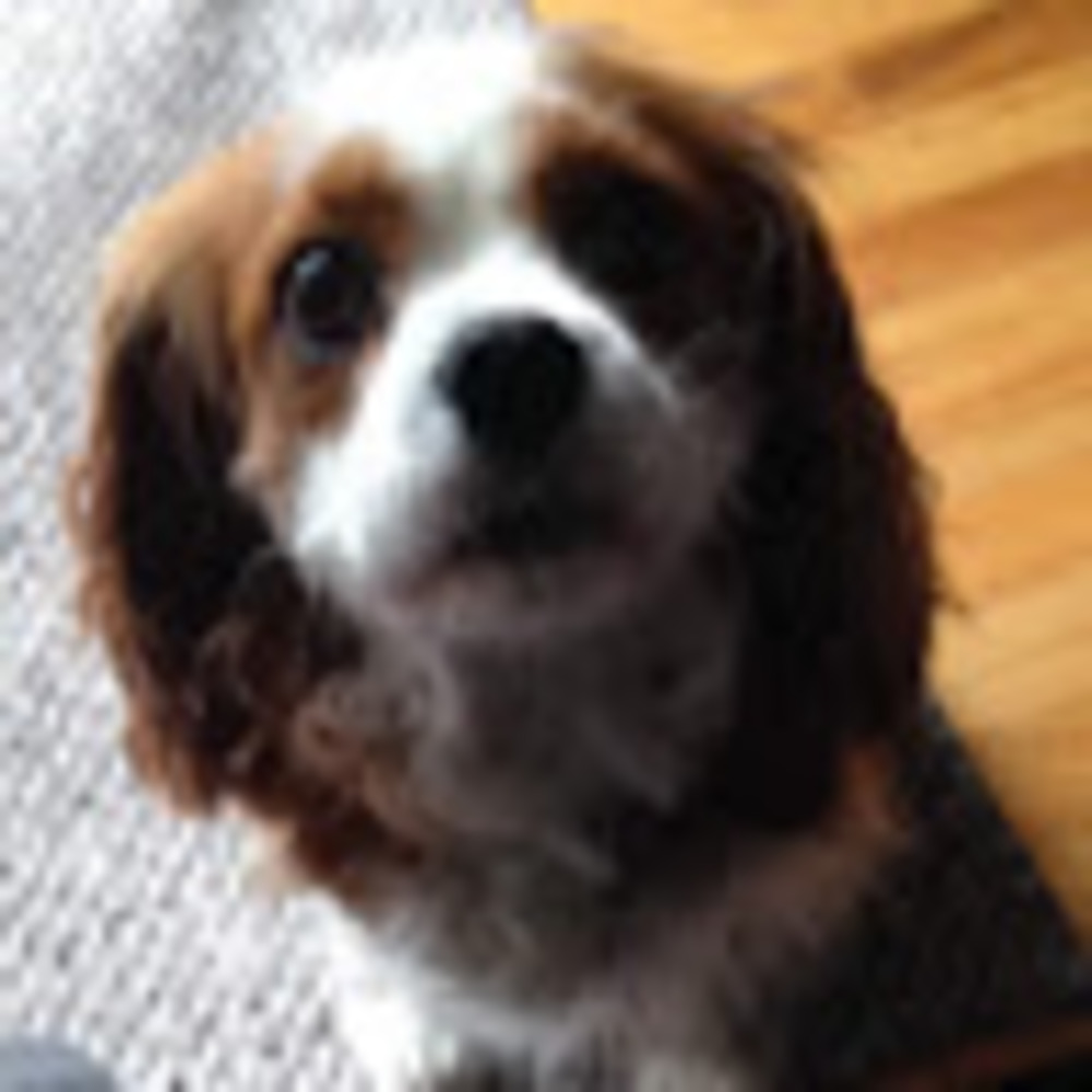 Meet your Posher, Julia